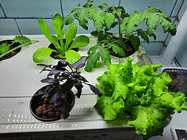 Вирощена зелень на DWC гідропоніці із добривами Green Kit 1