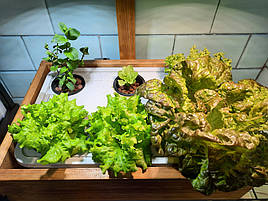 Вирощена зелень на DWC гідропоніці із добривами Green Kit 2