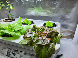 Вирощена зелень на DWC гідропоніці із добривами Green Kit 3