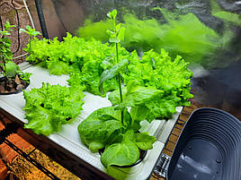 Вирощена зелень на DWC гідропоніці із добривами Green Kit 4