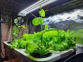 Вирощена зелень на DWC гідропоніці із добривами Green Kit 5
