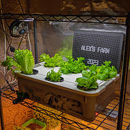 Вирощена зелень на DWC гідропоніці із добривами Green Kit