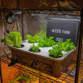 Вирощена зелень на DWC гідропоніці із добривами Green Kit 6