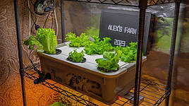 Вирощена зелень на DWC гідропоніці із добривами Green Kit 7