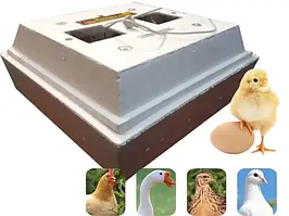 Інкубатори