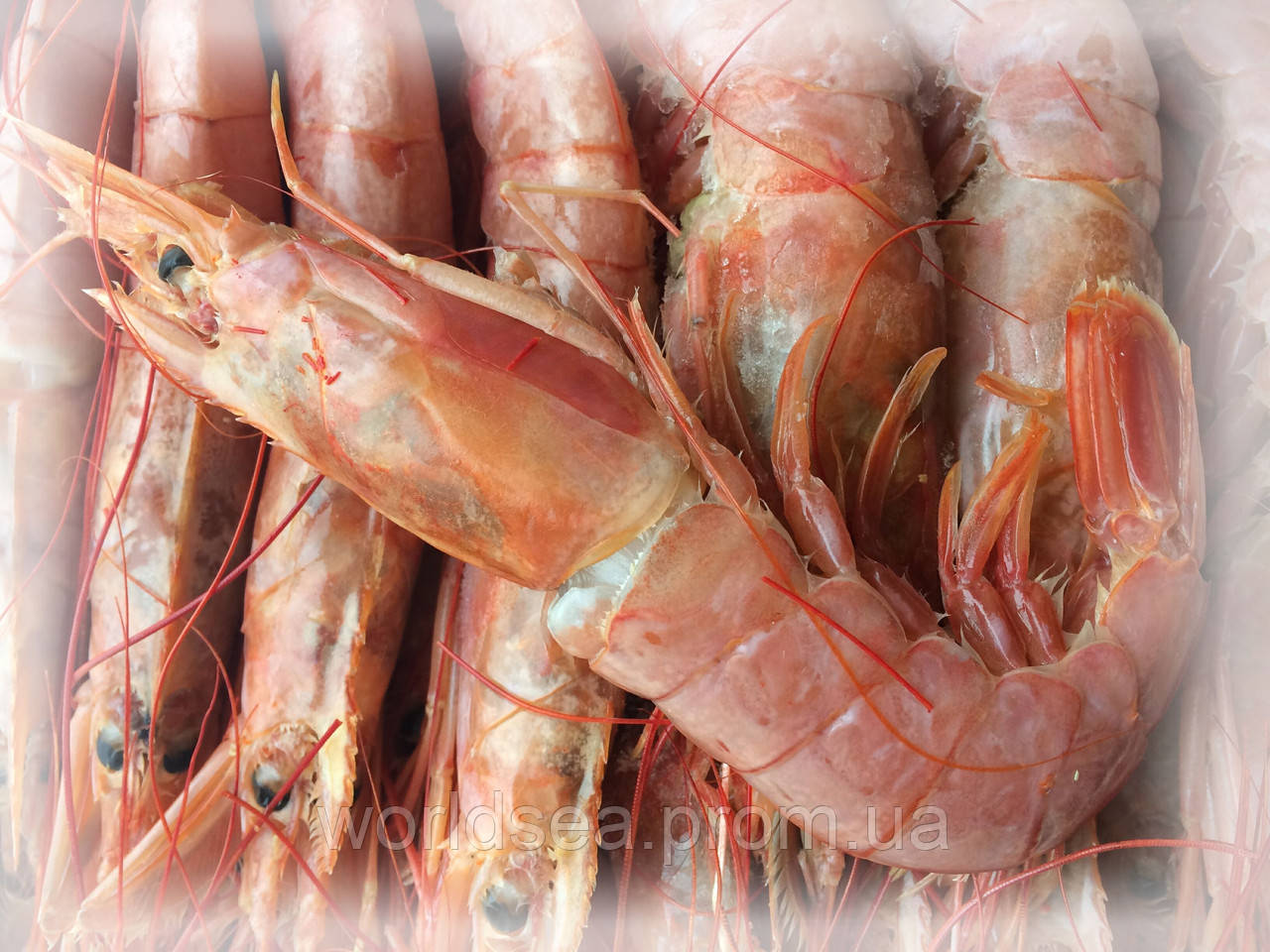 Креветка дикая сырая Langostino с головой 10-20 (Аргентина) - фото 2 - id-p466452021