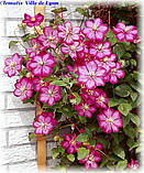 Клематис 'Ville de Lyon' (Віл де Леон), фото 3