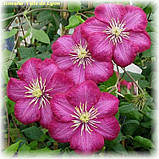 Клематис 'Ville de Lyon' (Віл де Леон), фото 4