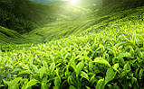 Сіль для тіла «Зелений чай», фото 2