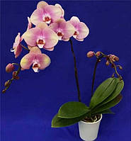 Орхідея Phal. Jincheng Blush, Підліток 1,7, квіти 11 см