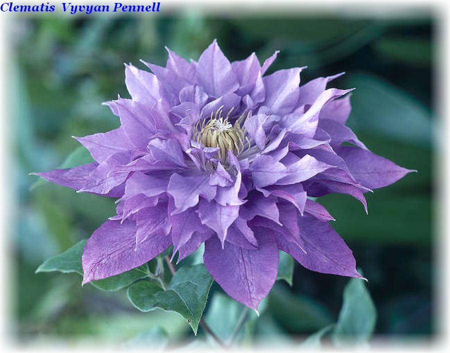Клематис 'Vyvyan Pennell" (Вів'єн Пеннел), фото 1