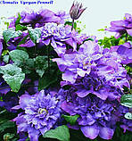 Клематис 'Vyvyan Pennell" (Вів'єн Пеннел), фото 6