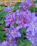 Клематис 'Vyvyan Pennell" (Вів'єн Пеннел), фото 3