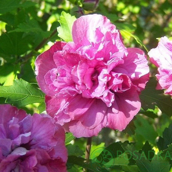 Гібіскус деревовидний "Sanchoyo" С2  декоративні садові рослини ,квіти, фото 1