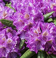 Рододендрон "Bohlken's Lupinenberg"   садові квіти,саджанці