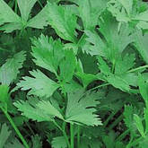 Насіння петрушки