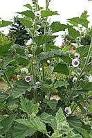 Алтей (Althaea officinalis)(насіння 50 шт)