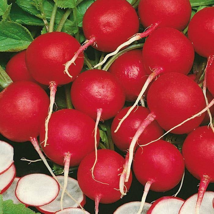 Сакса, (250 г) насіння редиски Satimex