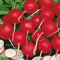 Сакса, (250 г) насіння редиски Satimex