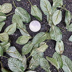 Штучний лист для рукоділля з 2-5 см (200 шт. в уп.)