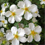 Лапчатка кущова "Abbotswood" багаторічники ,багаторічні садові рослини, фото 2