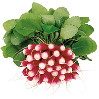 Трето F1 (10 000 нас.) насіння редиски Syngenta