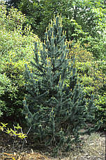 Сосна Остиста 2 річна, Сосна Остистая, Pinus aristata, фото 3
