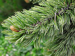 Сосна Остиста 2 річна, Сосна Остистая, Pinus aristata, фото 5