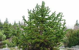Сосна Остиста 2 річна, Сосна Остистая, Pinus aristata, фото 6