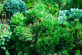 Сосна Остиста 1 річна, Сосна Остиста, Pinus aristata, фото 3