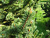Сосна Остиста 1 річна, Сосна Остиста, Pinus aristata, фото 9