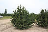 Сосна Остиста 1 річна, Сосна Остиста, Pinus aristata, фото 11