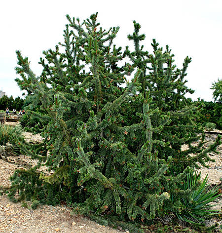 Сосна Остиста 2 річна, Сосна Остистая, Pinus aristata, фото 1