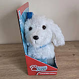 М'яка інтерактивна іграшка «Кращий друг» Країна Іграшок, біла, собачка з повідком, лає, ходить, виляя хвостом, в кор. ,від 3 р.,, фото 3