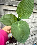 Хоста Black Panther, фото 3