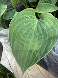 Хоста Black Panther, фото 2