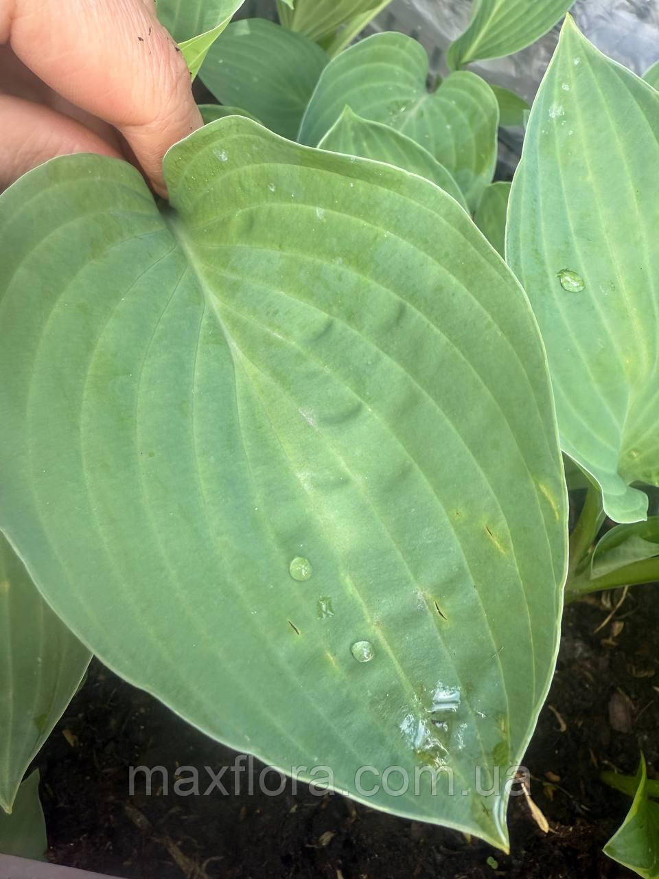 Хоста Black Panther, фото 1