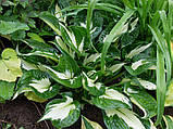 Хоста Whirlwind, фото 2