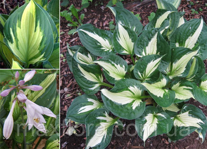 Хоста Whirlwind, фото 1