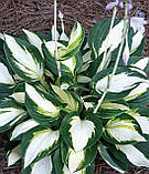 Хоста Vulcan, фото 4