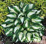 Хоста Vulcan, фото 5