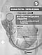 Загальна практика — сімейна медицина: у 3 книгах. Книга 2. Внутрішня медицина і педіатрія, фото 5