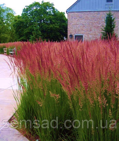 Війник Пурпурний \ Calamagrostis purpurea ( саджанці С3л )