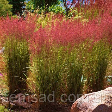 Війник Пурпурний \ Calamagrostis purpurea ( саджанці С3л ), фото 3