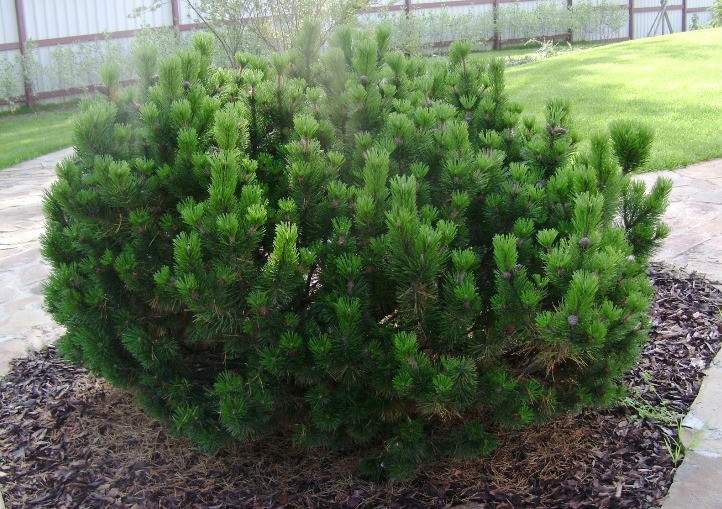 Сосна гірська karlikova Mughus 3 річна, Сосна гірська / карликова Мугус, Pinus mugo Mughus