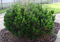 Сосна гірська карликова Mughus 3 річна, Сосна горная / карликовая Мугус, Pinus mugo Mughus