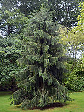 Ялина Бревера плакуча, Ялина Бревера / Брюэра, Picea breweriana, фото 5