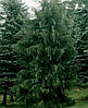 Ялина Бревера плакуча, Ялина Бревера / Брюэра, Picea breweriana, фото 7