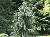 Ялина Бревера плакуча, Ялина Бревера / Брюэра, Picea breweriana, фото 10