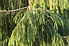 Ялина Бревера плакуча, Ялина Бревера / Брюэра, Picea breweriana, фото 11
